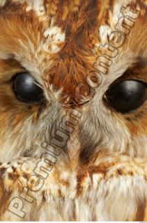 Tawny owl - Strix aluco 0004